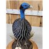 Image 5 : Vulturine African Guinea Fowl Full Body Bird Taxidermy