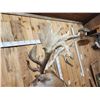 Image 11 : Monster Red Stag Pedestal Taxidermy Mount