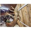 Image 12 : Monster Red Stag Pedestal Taxidermy Mount
