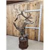 Image 13 : Monster Red Stag Pedestal Taxidermy Mount