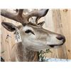 Image 14 : Monster Red Stag Pedestal Taxidermy Mount