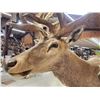 Image 15 : Monster Red Stag Pedestal Taxidermy Mount