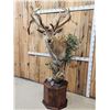Image 2 : Monster Red Stag Pedestal Taxidermy Mount