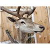 Image 4 : Monster Red Stag Pedestal Taxidermy Mount