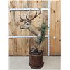 Image 5 : Monster Red Stag Pedestal Taxidermy Mount