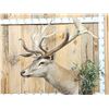 Image 6 : Monster Red Stag Pedestal Taxidermy Mount