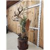 Image 7 : Monster Red Stag Pedestal Taxidermy Mount
