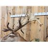 Image 8 : Monster Red Stag Pedestal Taxidermy Mount
