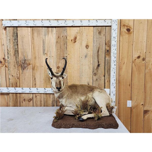 Pronghorn Antelope Full Body Taxidermy Mount