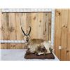Image 1 : Pronghorn Antelope Full Body Taxidermy Mount