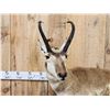 Image 2 : Pronghorn Antelope Full Body Taxidermy Mount
