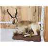 Image 3 : Pronghorn Antelope Full Body Taxidermy Mount