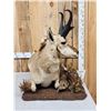 Image 4 : Pronghorn Antelope Full Body Taxidermy Mount