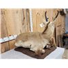 Image 5 : Pronghorn Antelope Full Body Taxidermy Mount