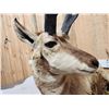 Image 6 : Pronghorn Antelope Full Body Taxidermy Mount