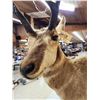 Image 7 : Pronghorn Antelope Full Body Taxidermy Mount