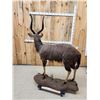Image 10 : African Nyala Full Body Taxidermy Mount