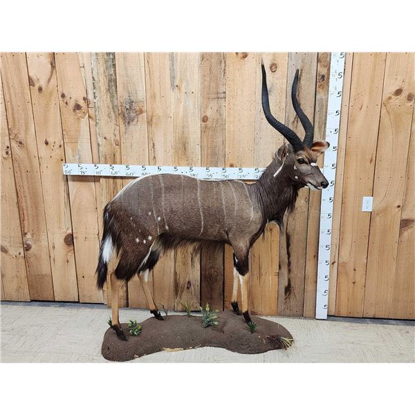 African Nyala Full Body Taxidermy Mount