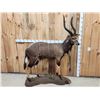Image 1 : African Nyala Full Body Taxidermy Mount