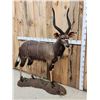 Image 2 : African Nyala Full Body Taxidermy Mount