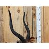 Image 3 : African Nyala Full Body Taxidermy Mount