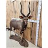 Image 4 : African Nyala Full Body Taxidermy Mount