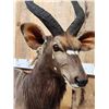 Image 5 : African Nyala Full Body Taxidermy Mount