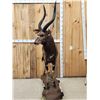 Image 6 : African Nyala Full Body Taxidermy Mount