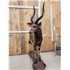 Image 7 : African Nyala Full Body Taxidermy Mount