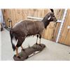 Image 8 : African Nyala Full Body Taxidermy Mount