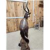 Image 9 : African Nyala Full Body Taxidermy Mount