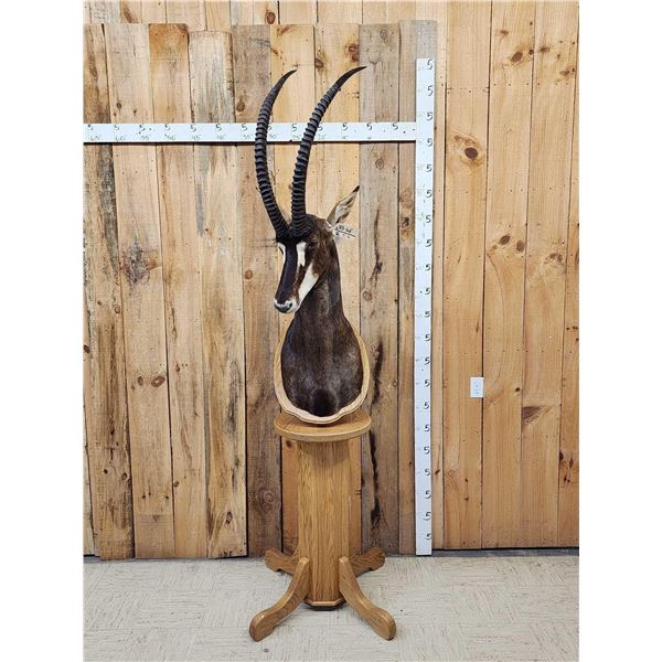 African Sable Antelope Pedestal Taxidermy Mount