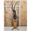 Image 1 : African Sable Antelope Pedestal Taxidermy Mount