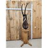 Image 2 : African Sable Antelope Pedestal Taxidermy Mount