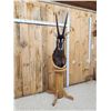 Image 3 : African Sable Antelope Pedestal Taxidermy Mount