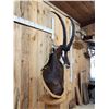 Image 4 : African Sable Antelope Pedestal Taxidermy Mount