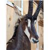 Image 5 : African Sable Antelope Pedestal Taxidermy Mount