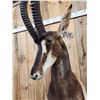 Image 6 : African Sable Antelope Pedestal Taxidermy Mount
