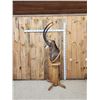 Image 7 : African Sable Antelope Pedestal Taxidermy Mount