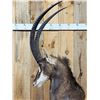 Image 8 : African Sable Antelope Pedestal Taxidermy Mount