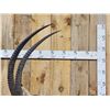 Image 9 : African Sable Antelope Pedestal Taxidermy Mount