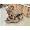 Image 10 : Monster Colorado Rocky Mountain Bighorn Sheep Full Body Taxidermy Mount