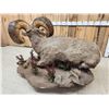 Image 11 : Monster Colorado Rocky Mountain Bighorn Sheep Full Body Taxidermy Mount