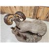 Image 12 : Monster Colorado Rocky Mountain Bighorn Sheep Full Body Taxidermy Mount