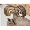 Image 13 : Monster Colorado Rocky Mountain Bighorn Sheep Full Body Taxidermy Mount
