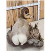 Image 14 : Monster Colorado Rocky Mountain Bighorn Sheep Full Body Taxidermy Mount