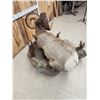 Image 15 : Monster Colorado Rocky Mountain Bighorn Sheep Full Body Taxidermy Mount