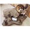 Image 16 : Monster Colorado Rocky Mountain Bighorn Sheep Full Body Taxidermy Mount