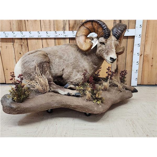 Monster Colorado Rocky Mountain Bighorn Sheep Full Body Taxidermy Mount