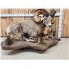Image 1 : Monster Colorado Rocky Mountain Bighorn Sheep Full Body Taxidermy Mount
